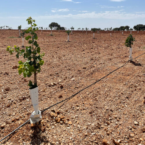 plantaciones de pistacho vinedos de vistalegre